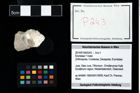 Foto (Objekt + Etikett) von Erymidae ? Indet.  (NHMW-GEO-2014-0194-0243)